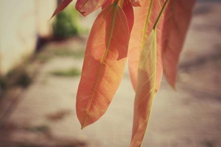 Red leaves in autumnの写真素材