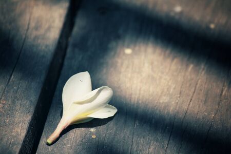 White frangipani flower with shadowの写真素材