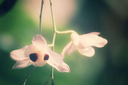 Vintage orchid flowersの写真素材