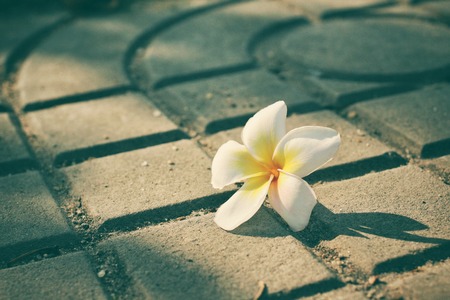 White frangipani flowerの写真素材