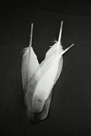 Vintage feather