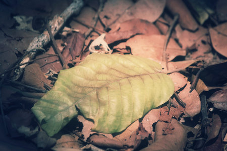 Dried leaves
