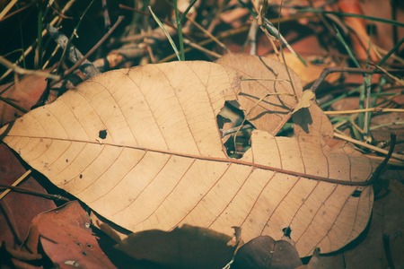 Dried leavesの写真素材