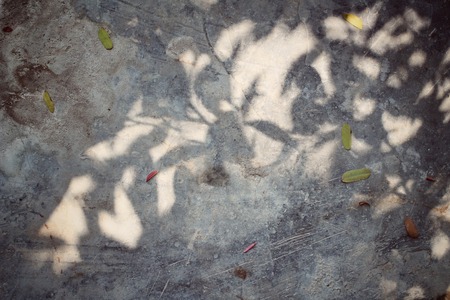Leaves with shadowの写真素材