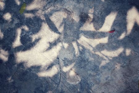 Leaves with shadowの写真素材