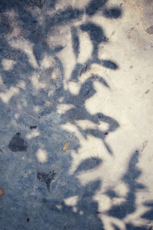 Leaves with shadowの写真素材