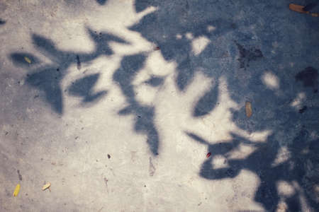 Leaves with shadowの写真素材