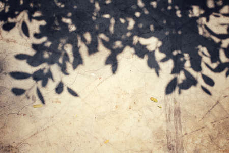 Leaves with shadowの写真素材