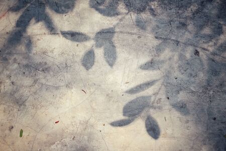 Leaves with shadowの写真素材