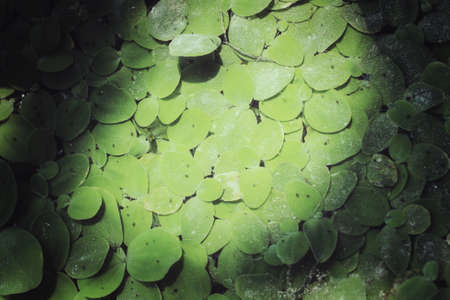 Fern leavesの写真素材