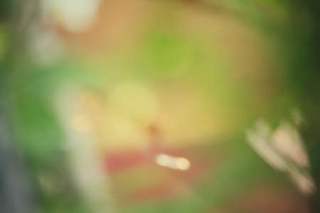 Blurred forestの写真素材