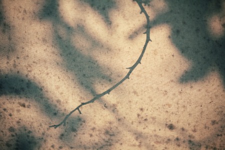 Leaves with shadowの写真素材