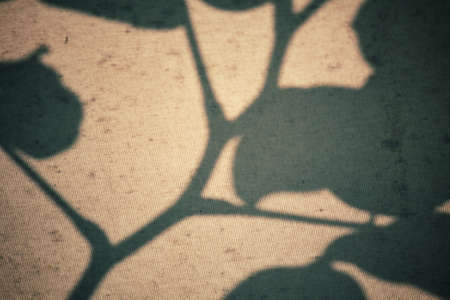 Leaves with shadowの写真素材