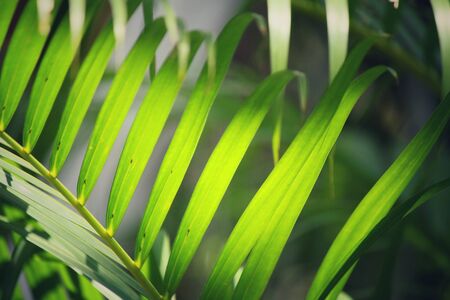Palm leaves.の写真素材