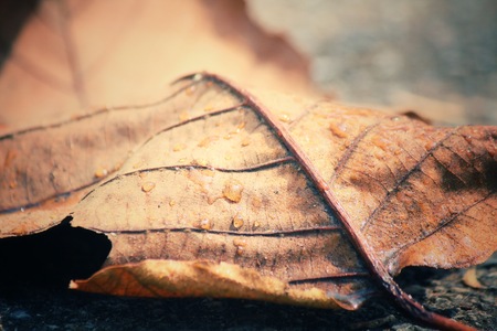 Dried leavesの写真素材