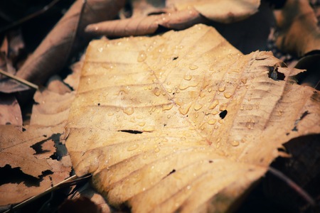Dried leaves with water dropの写真素材