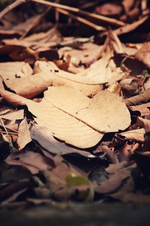 Dried leavesの写真素材