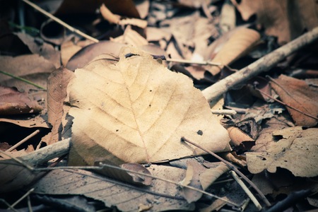 Dried leavesの写真素材