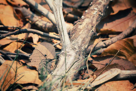 Tree branchの写真素材