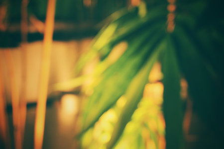 Blurred of bambooの写真素材