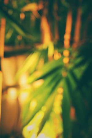 Blurred of bamboo with shadowの写真素材