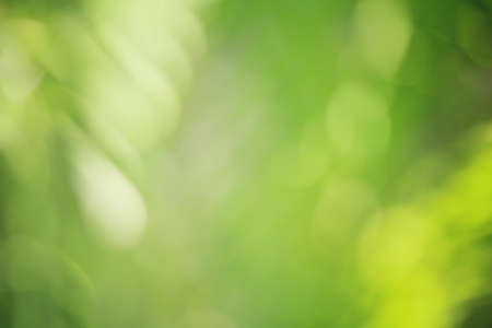 Blurred forestの写真素材