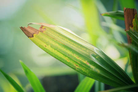 Palm leaves.の写真素材