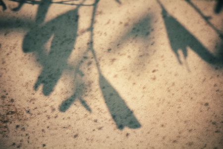 Leaves with shadow