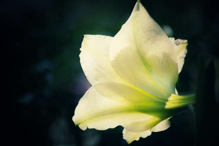 Lily flower.の写真素材
