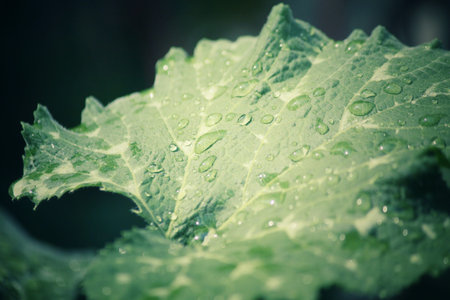 Leaves with water drop