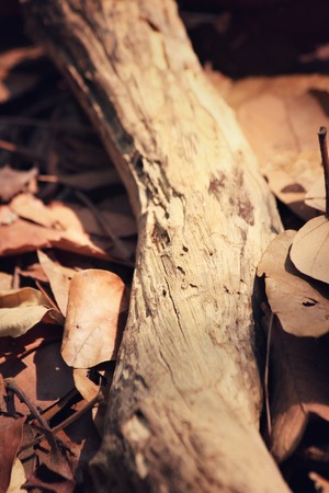 Tree branchの写真素材