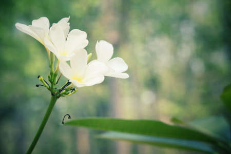 White frangipani flower on treeの写真素材
