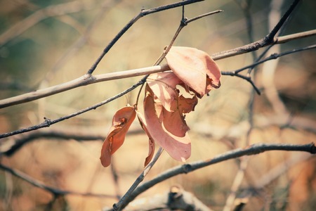 Dried leavesの写真素材