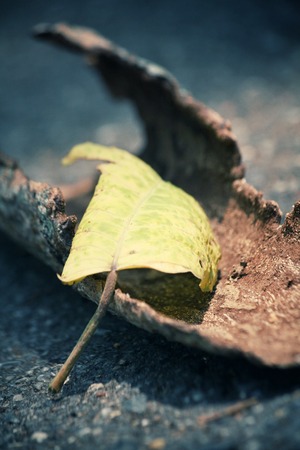 Dried leavesの写真素材