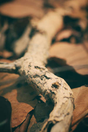 Tree branchの写真素材