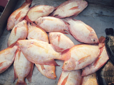 Fresh fishの写真素材