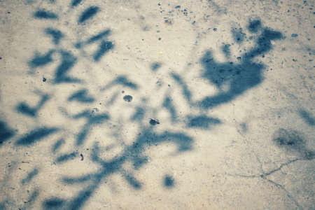 Leaves with shadowの写真素材