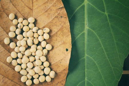 Soy beansの写真素材