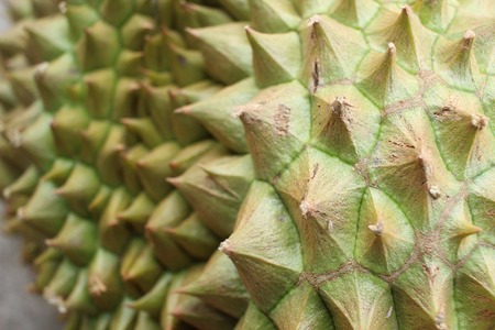 Durian.の写真素材