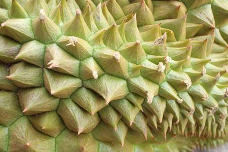 Durian.の写真素材