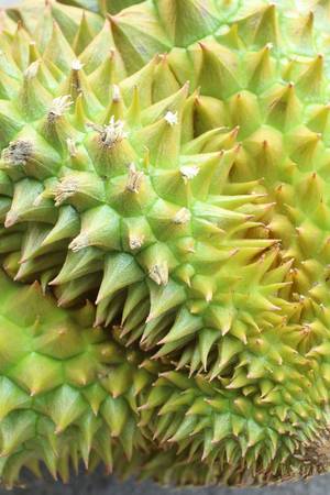 Durian.の写真素材