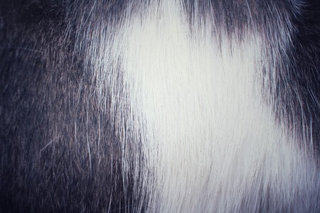 Fur cat backgroundの写真素材