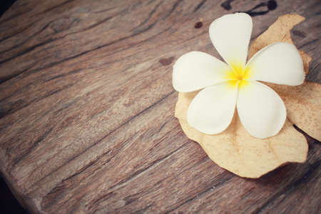 White frangipani flowerの写真素材