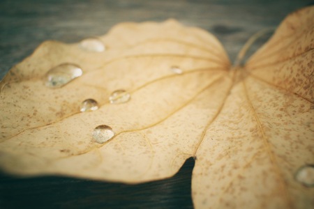 Dried leaves with water dropの写真素材