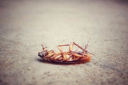 Cockroachの写真素材