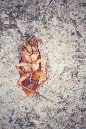 Cockroachの写真素材