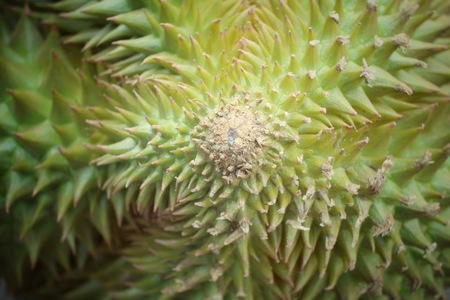 Durian.の写真素材