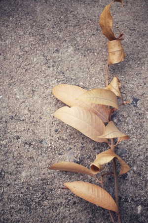 Dried leavesの写真素材