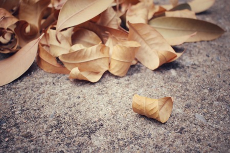 Dried leavesの写真素材