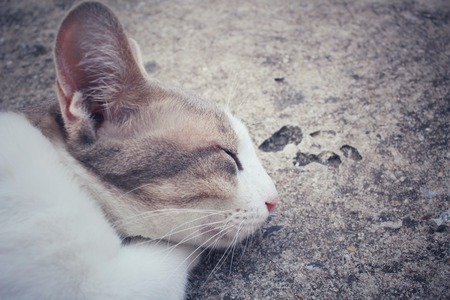 Cat sleepingの写真素材